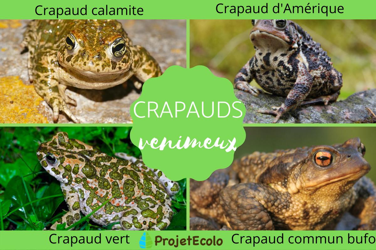 Crapaud venimeux : espèces et caractéristiques