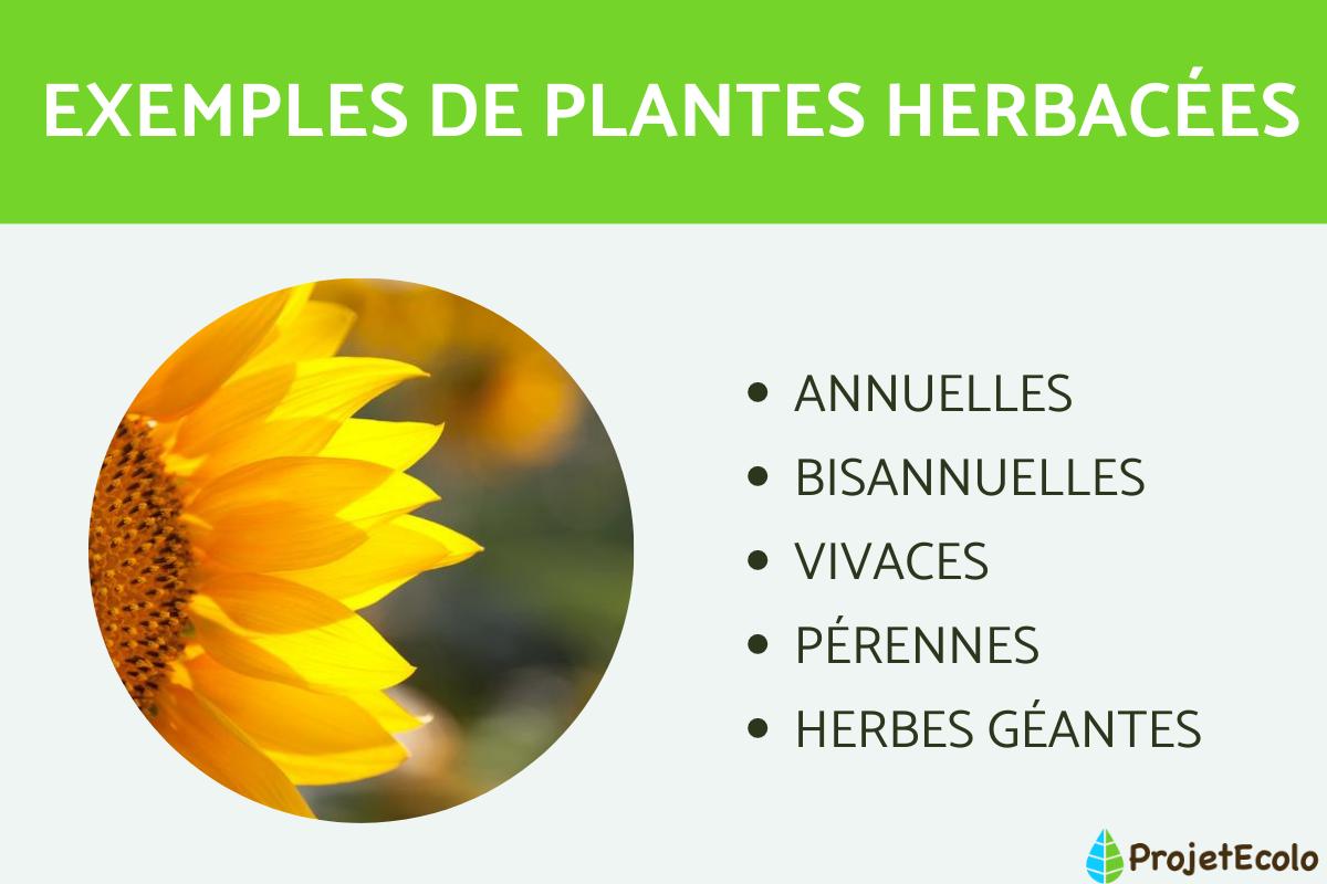 Plantes herbacées : caractéristiques et exemples