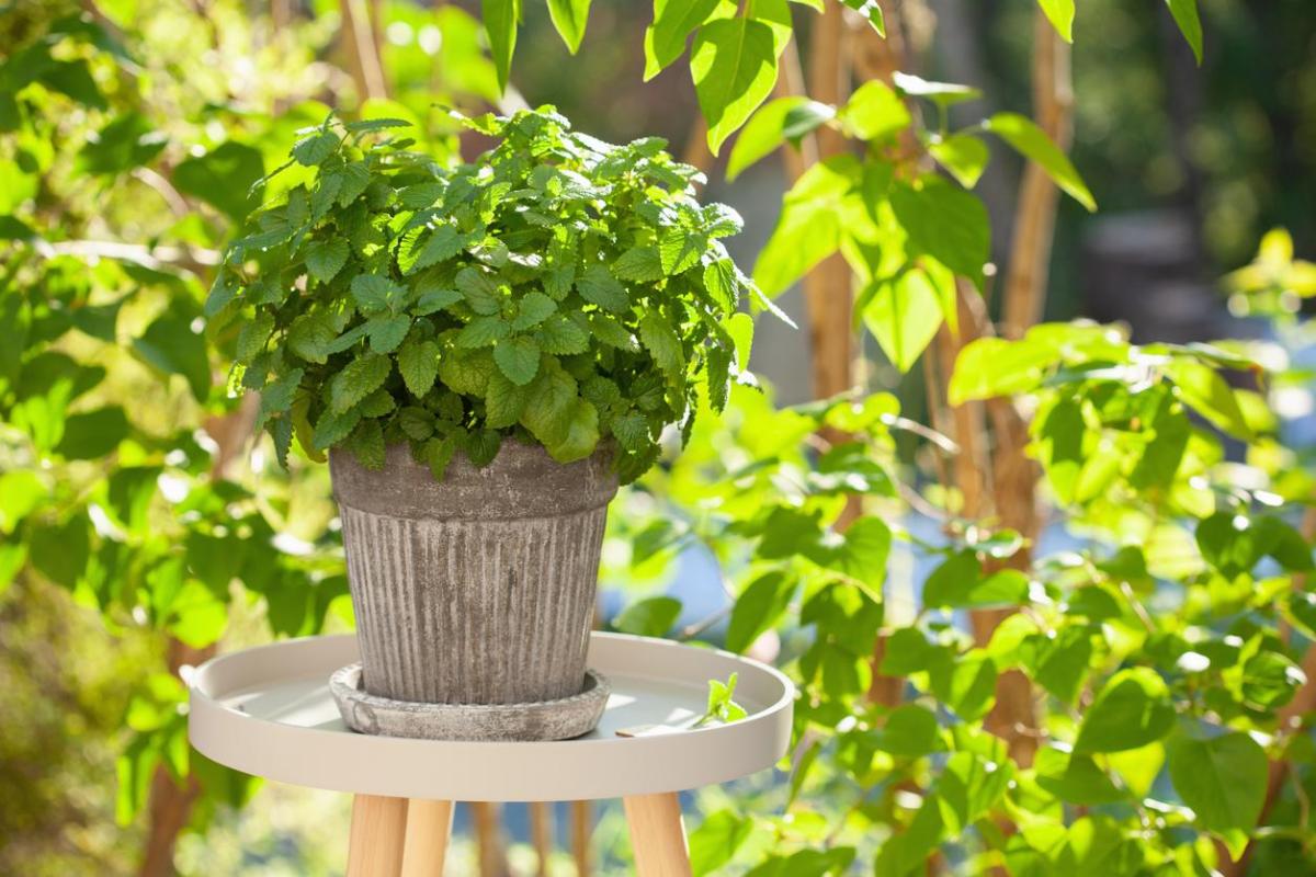 Plantes anti-moustiques d'extérieur et d'intérieur