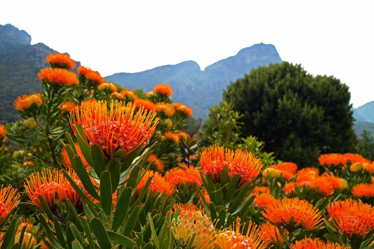 Fynbos : Définition, flore et faune