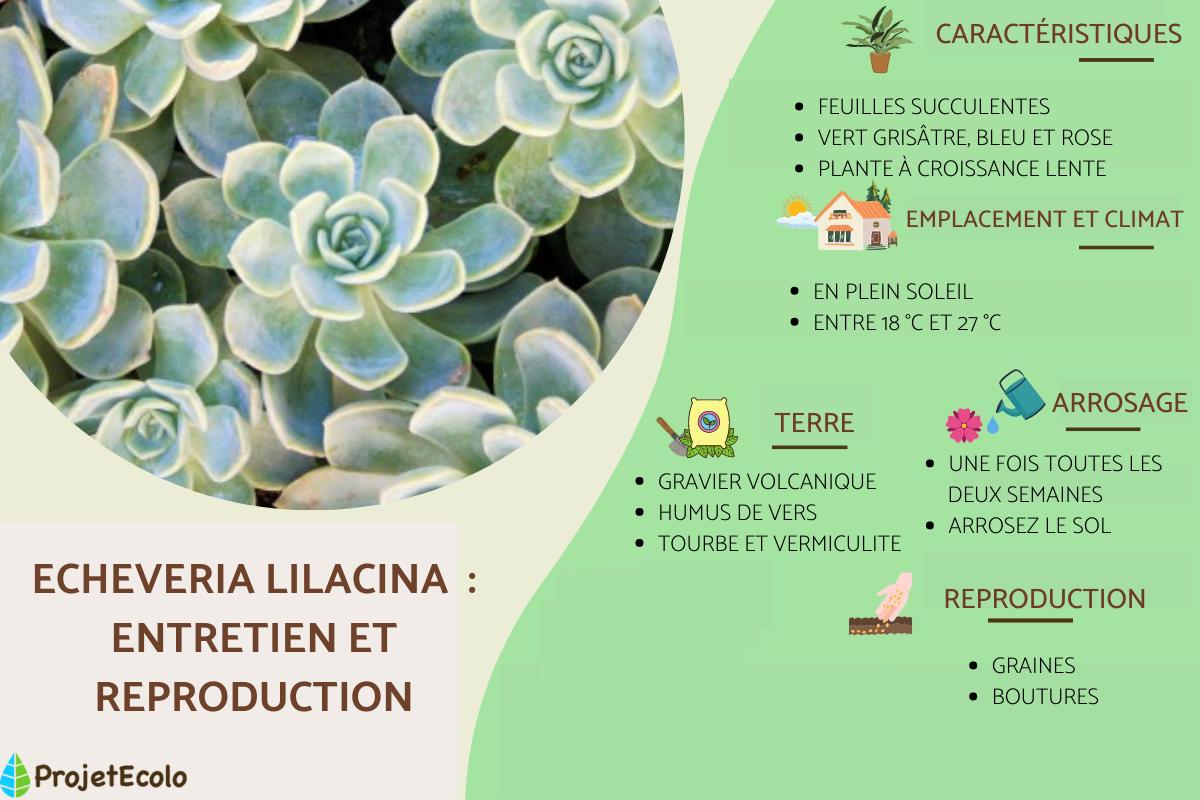 Echeveria lilacina : entretien et reproduction