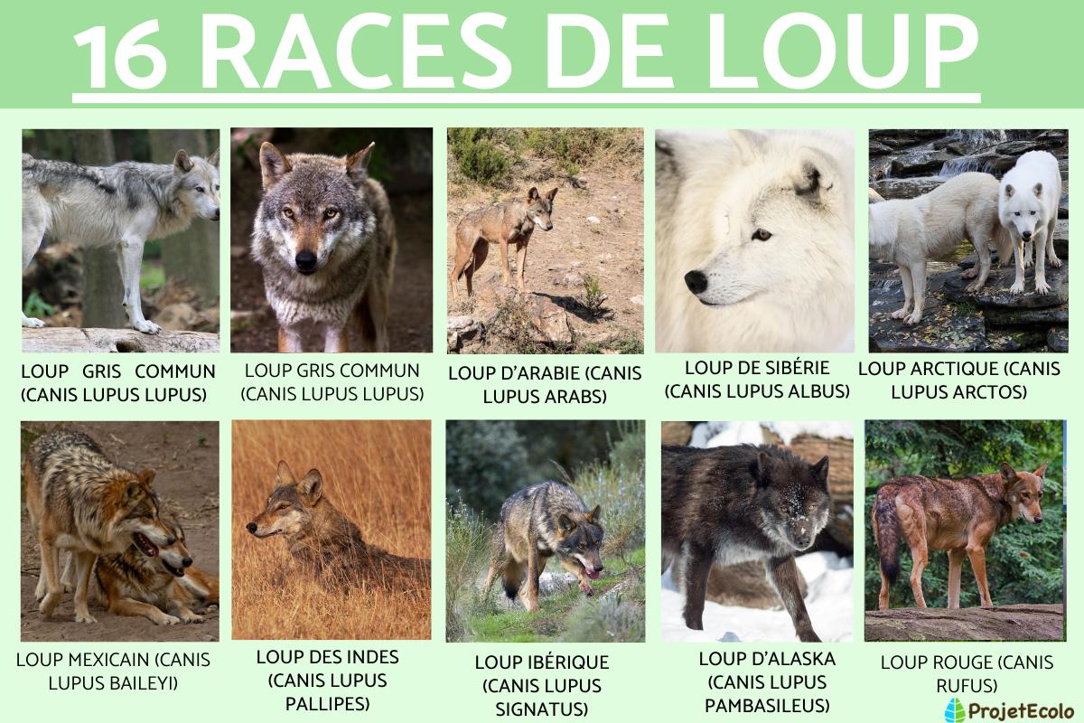 Races de loups