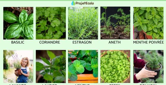 Plantes aromatiques d'intérieur