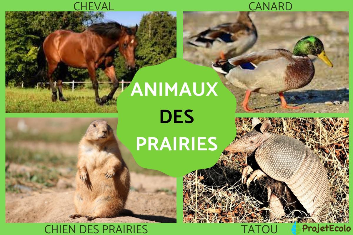 Animaux des prairies