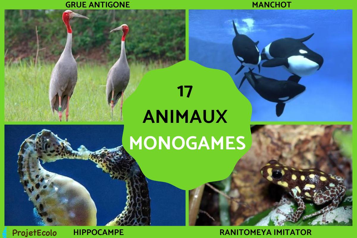 Animaux monogames - Liste et photos