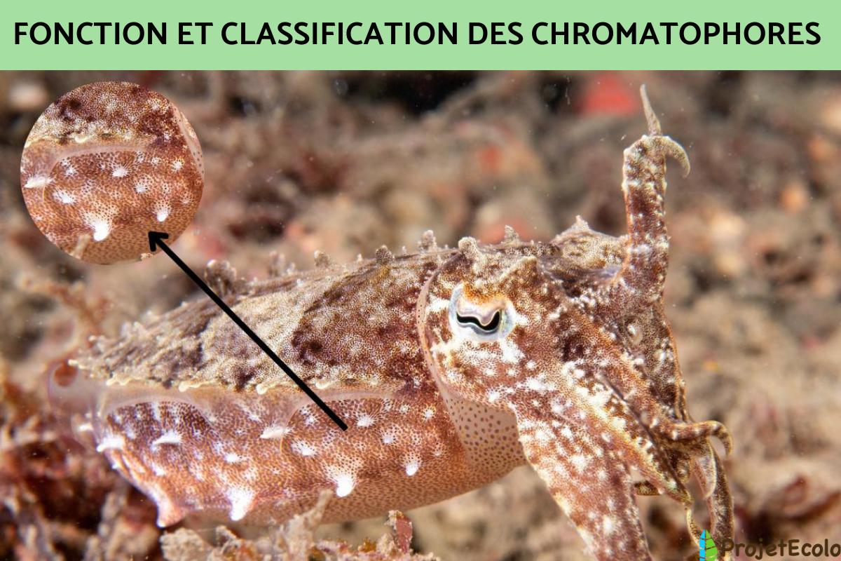 CHROMATOPHORES DÉFINITION, FONCTION et CLASSIFICATION