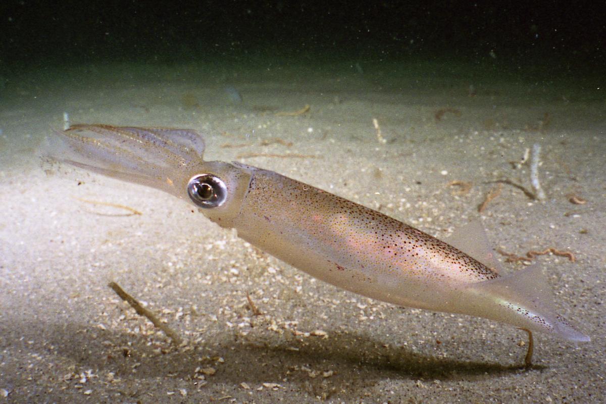 CHROMATOPHORES DÉFINITION, FONCTION et CLASSIFICATION