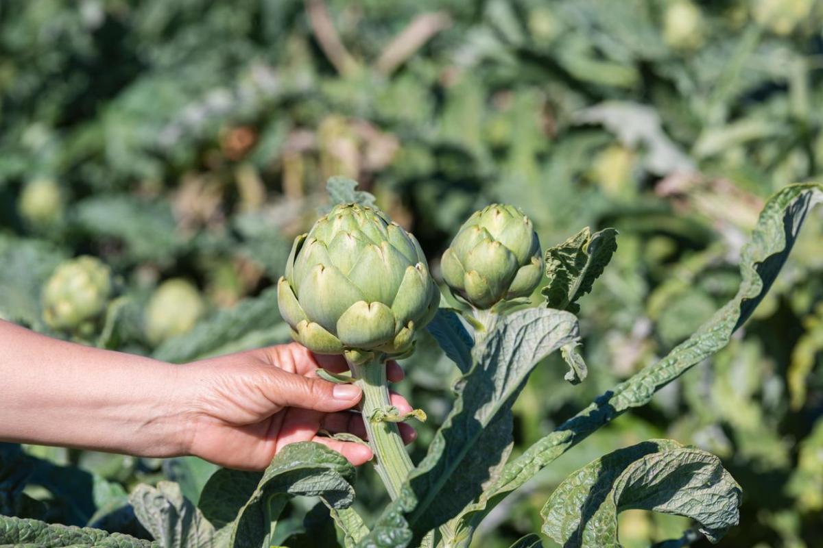 Les artichauts : saison et récolte