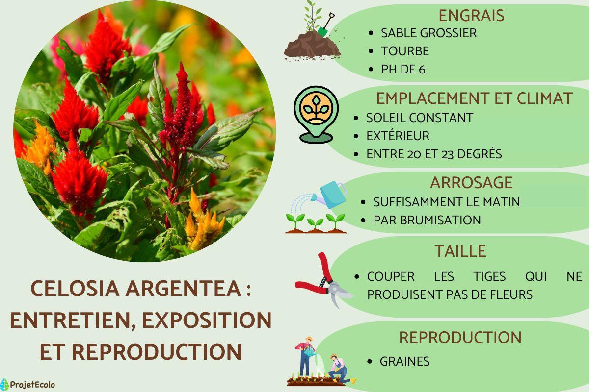 Celosia argentea : entretien, exposition et reproduction