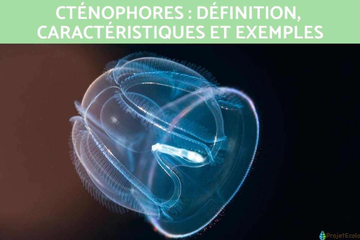 Cténophores : définition, caractéristiques et exemples