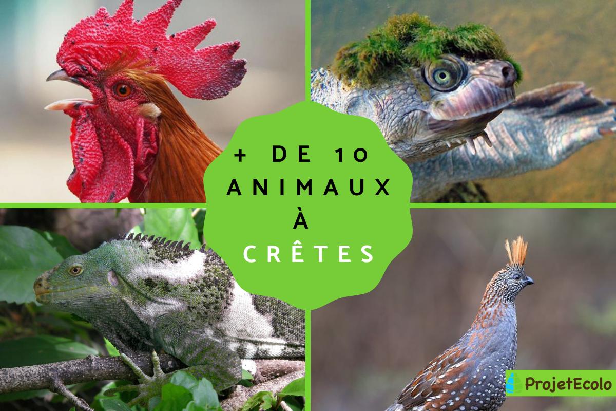 Animaux à crête