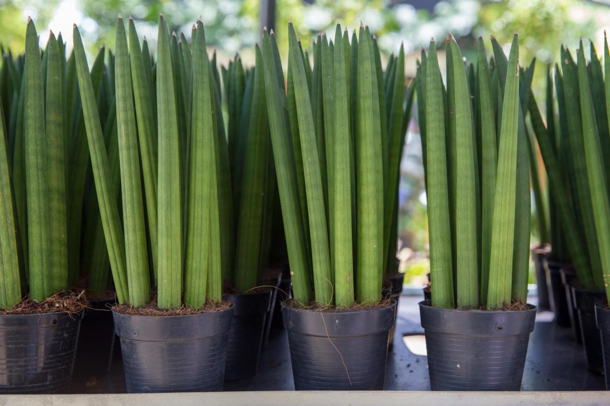 Sansevieria cylindrica : entretien, arrosage et soins