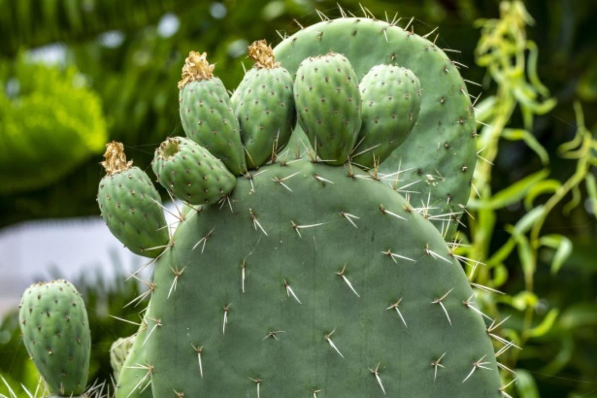Figuier de Barbarie (Opuntia ficus indica) : bénéfices et contre-indications