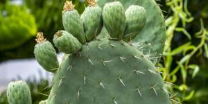 Figuier de Barbarie (Opuntia ficus indica) : bénéfices et contre-indications