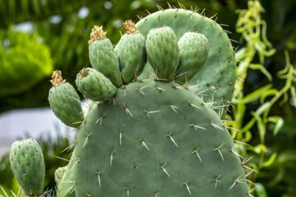 Figuier de Barbarie (Opuntia ficus indica) : bénéfices et contre-indications