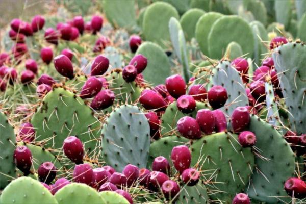 Figuier de Barbarie (Opuntia ficus indica) : bénéfices et contre-indications - Qu'est-ce que le Figuier de Barbarie ?