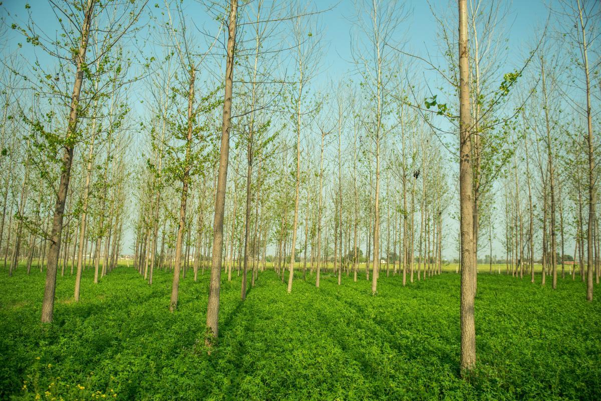 Agroforesterie : définition, bienfaits et exemples