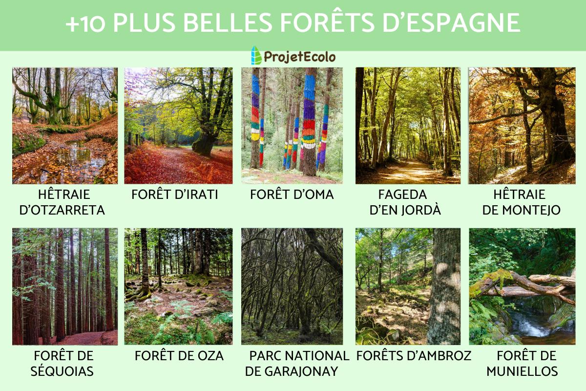 Les plus belles forêts d'Espagne