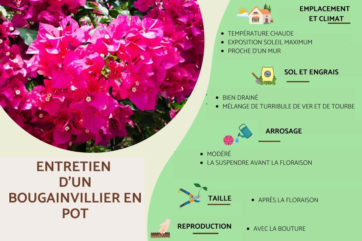 Bougainvillier en pot : entretien, arrosage et taille