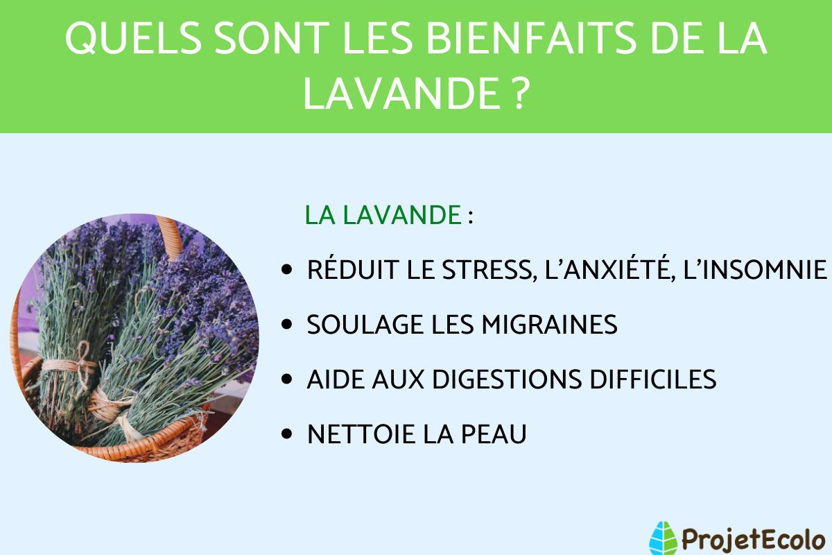 LAVANDE PROPRIÉTÉS, BIENFAITS et CONTREINDICATIONTS