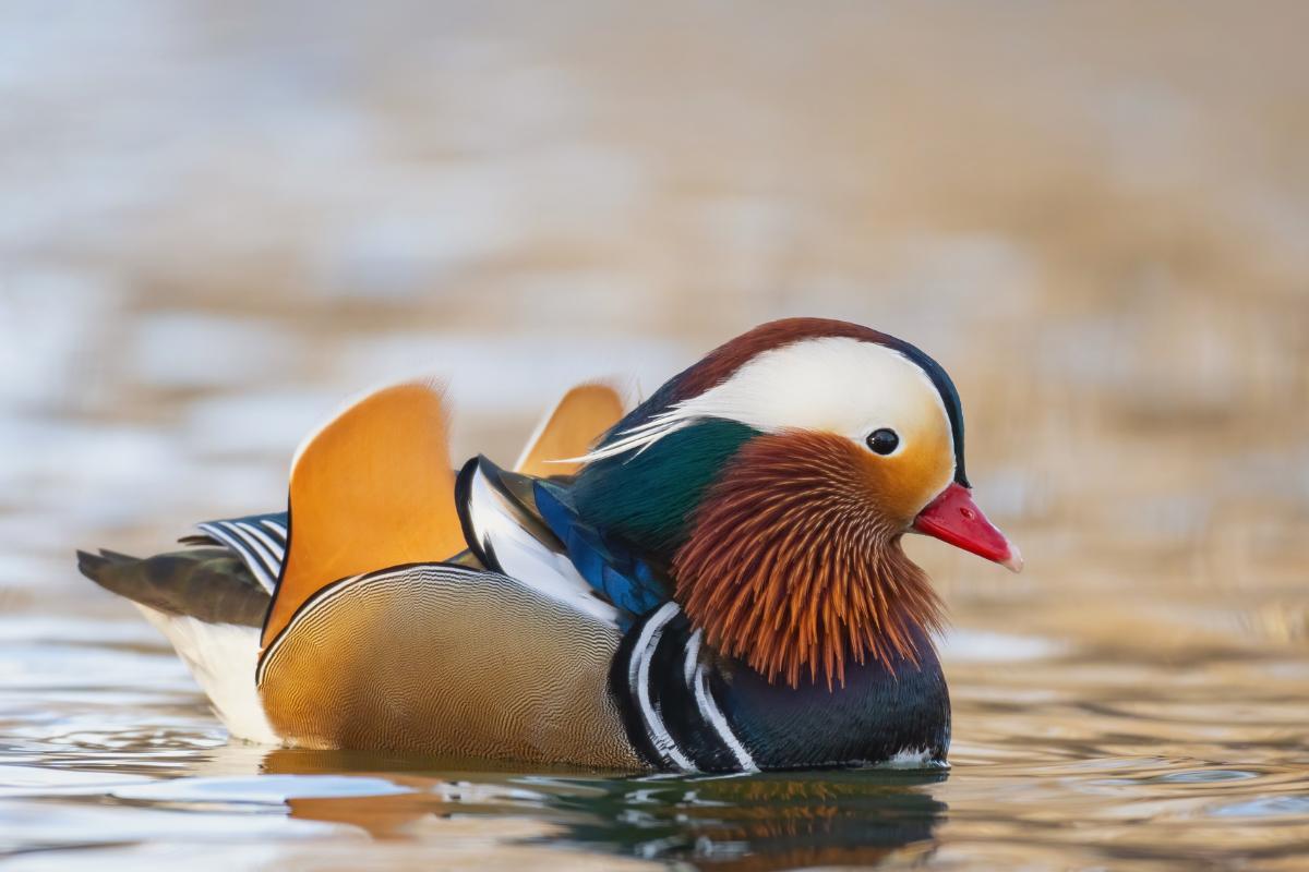 15 espèces de canards - Noms et PHOTOS de races de canards