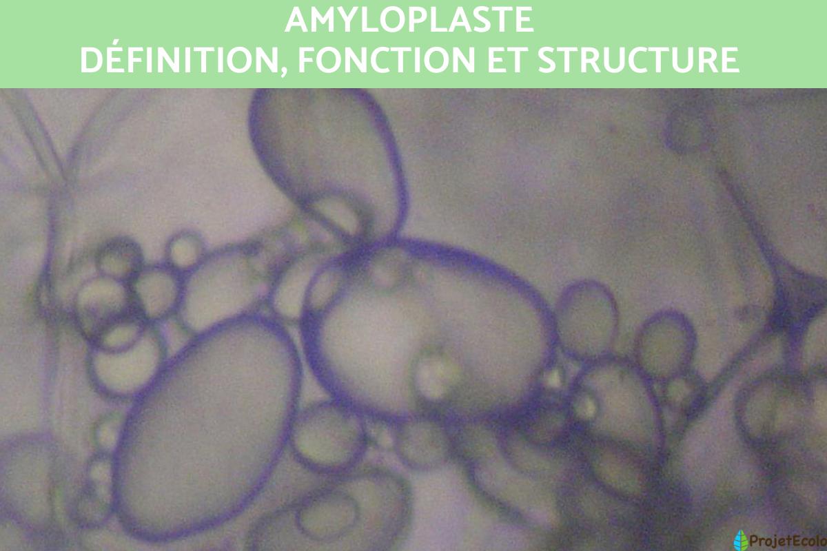 Amyloplaste : définition, fonction et structure