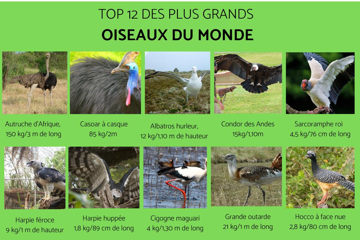 Quel est le plus grand oiseau du monde ?