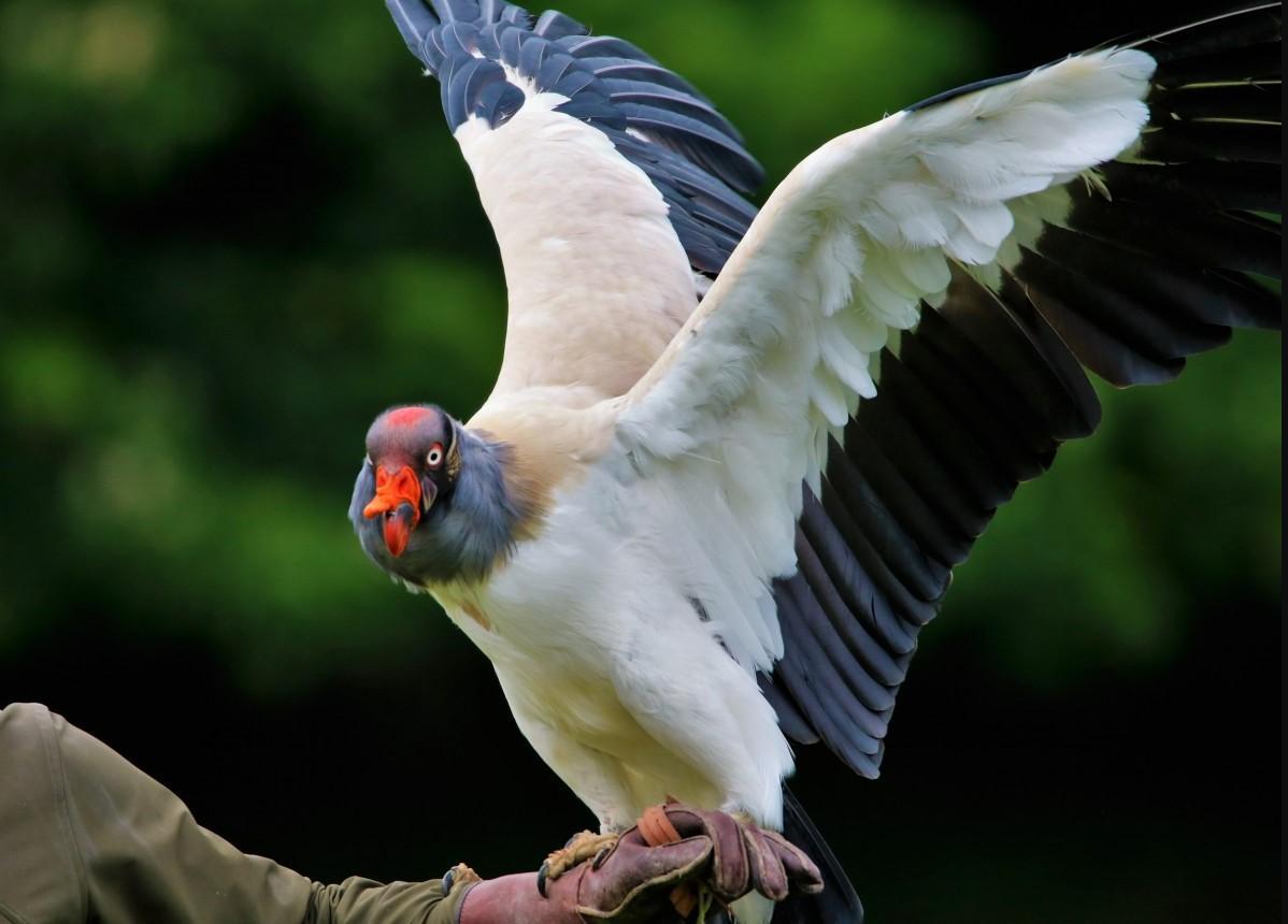 Quel est le PLUS GRAND OISEAU du MONDE