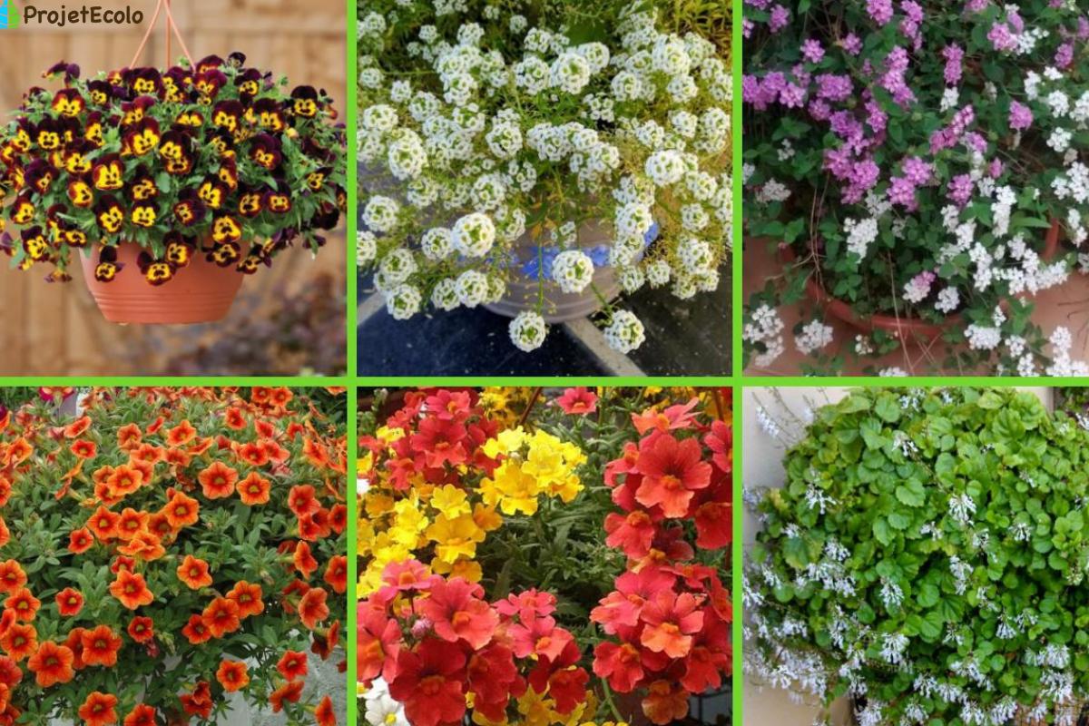 Sitemapcdatahttpsshopinf Inetcomplein Soleil Fleurs Retombantes Jardinieres