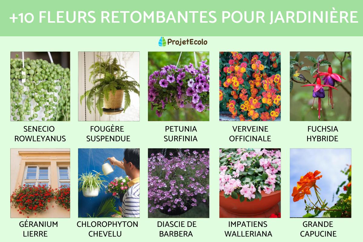 20 FLEURS RETOMBANTES Pour JARDINI RES PLEIN SOLEIL 20 FLEURS RETOMBANTES Pour JARDINI RES PLEIN SOLEIL