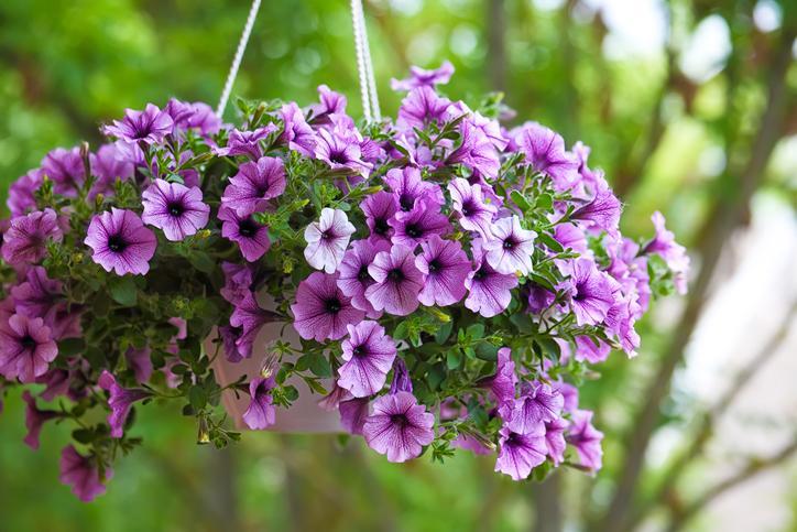 Sitemapcdatahttpsshopinf Inetcomplein Soleil Fleurs Retombantes Jardinieres