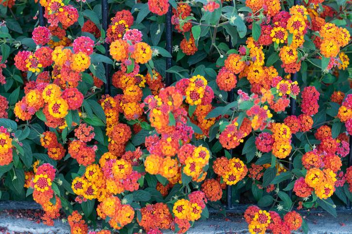 Sitemapcdatahttpsshopinf Inetcomplein Soleil Fleurs Retombantes Jardinieres