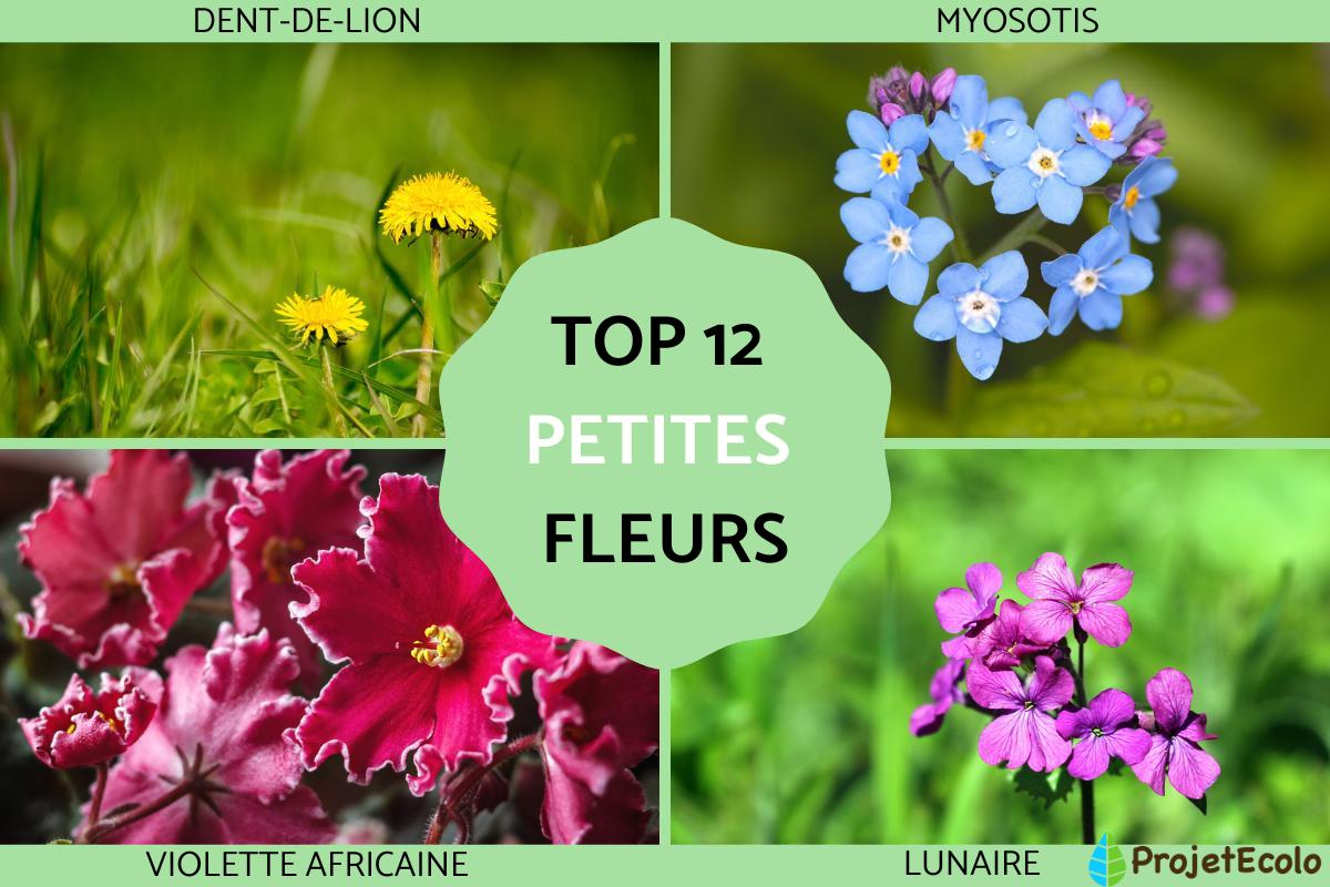 Petites fleurs