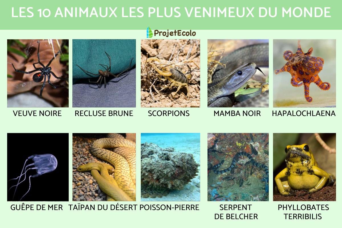 Quel est l'animal le plus venimeux du monde