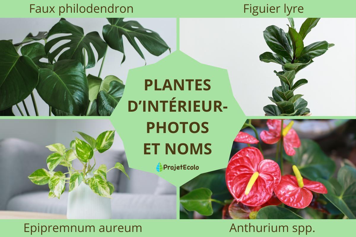 Plantes d'intérieur - Photos et noms