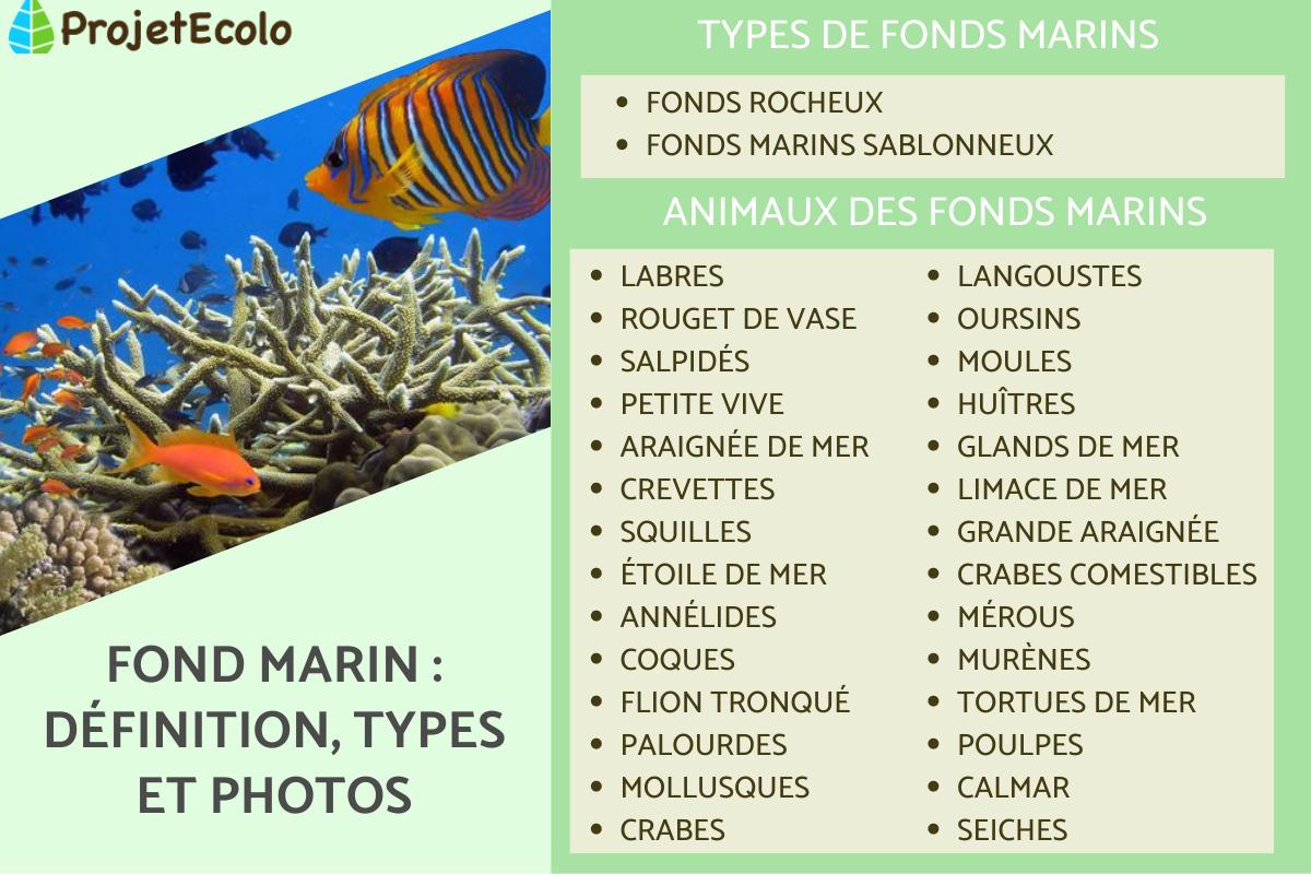 Fond marin : définition, types et photos