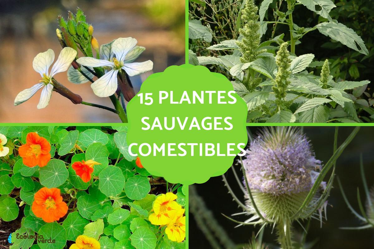 Plantes sauvages comestibles