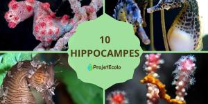 Types d'hippocampes