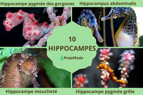 Types d'hippocampes