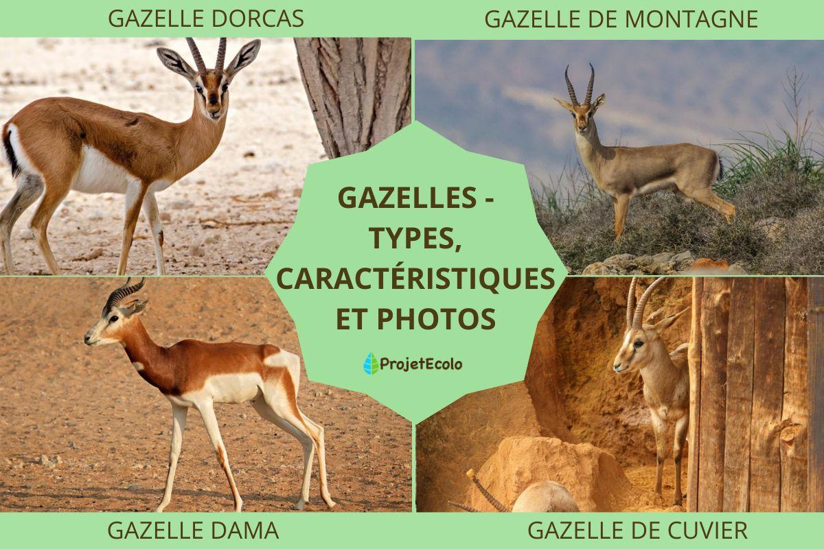 Gazelles - types, caractéristiques et photos