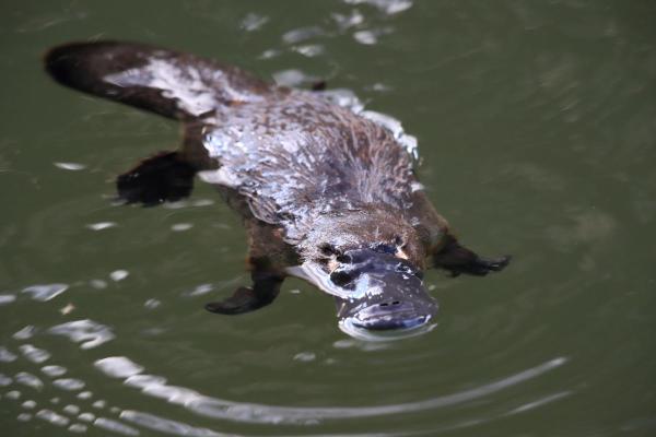 Ornithorynque : habitat, alimentation et reproduction - C'est un mammifère semi-aquatique
