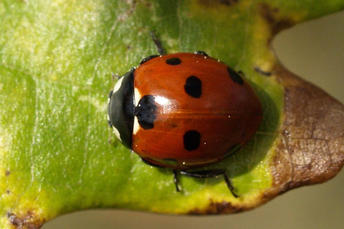 18 types de COCCINELLES Noms et photos — free download