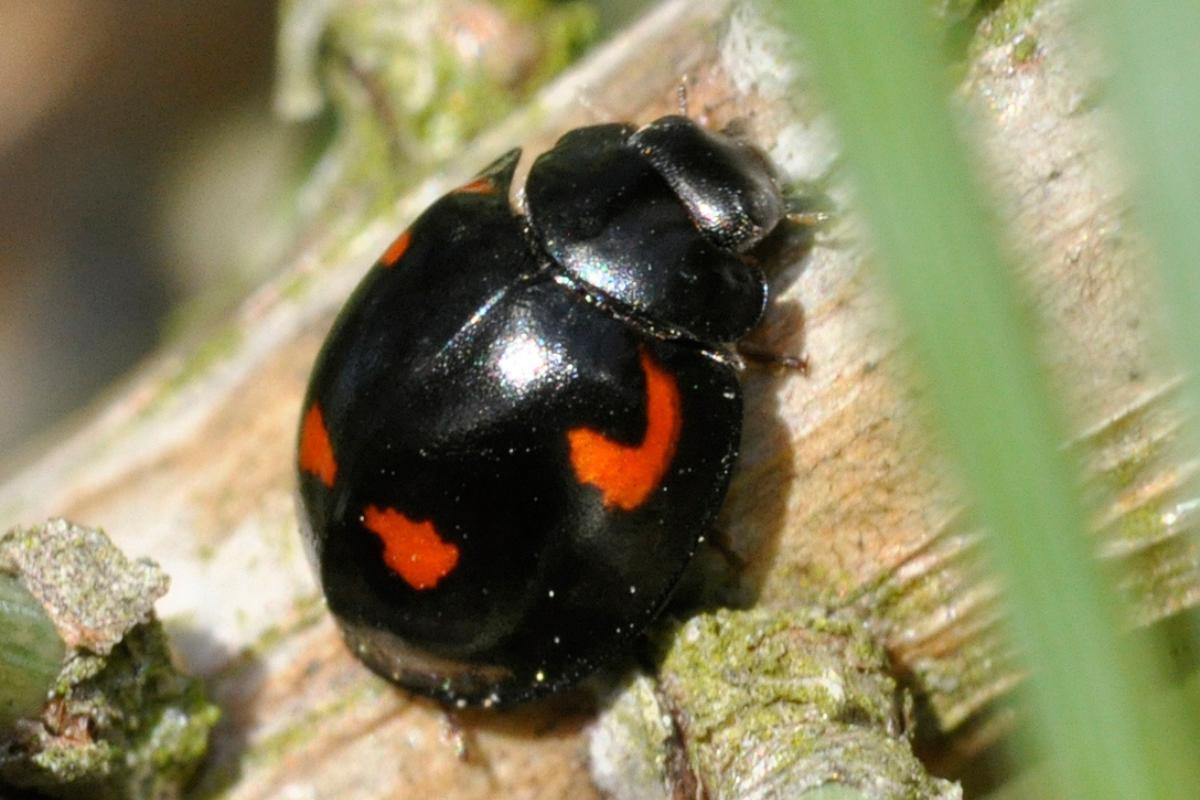 18 Types De COCCINELLES - Noms Et Photos