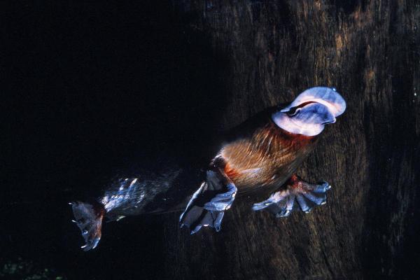 Ornithorynque : habitat, alimentation et reproduction - Il brille dans la nuit