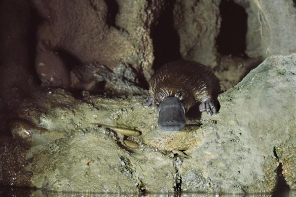 Ornithorynque : habitat, alimentation et reproduction - Il construit des terriers domestiques