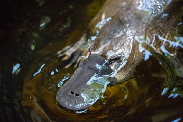 Ornithorynque : habitat, alimentation et reproduction - Il manque d'estomac