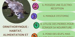 Ornithorynque : habitat, alimentation et reproduction
