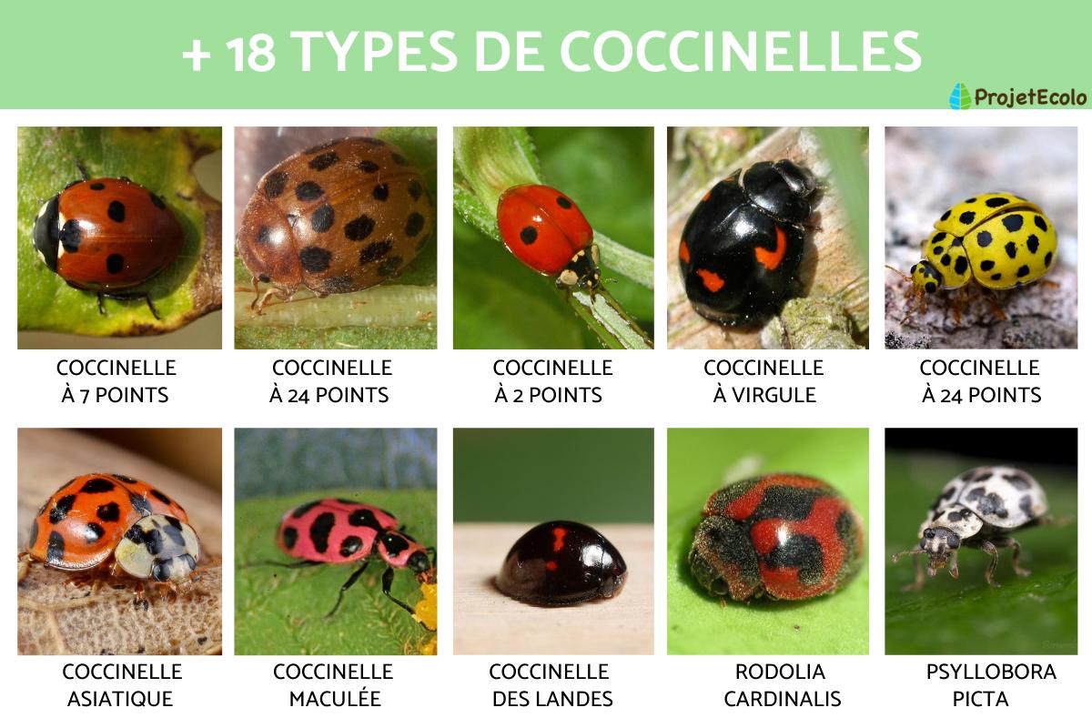 Types de coccinelles