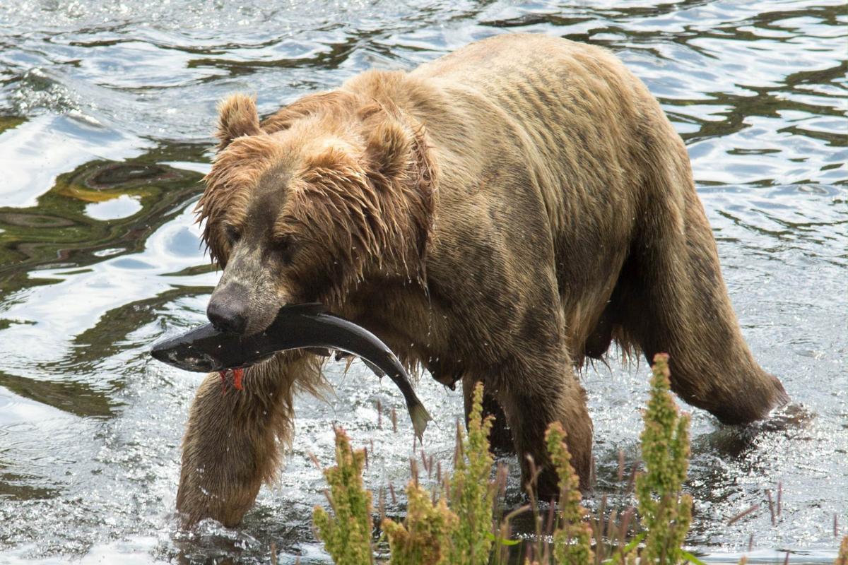 Animaux carnivores : caractéristiques, exemples et noms