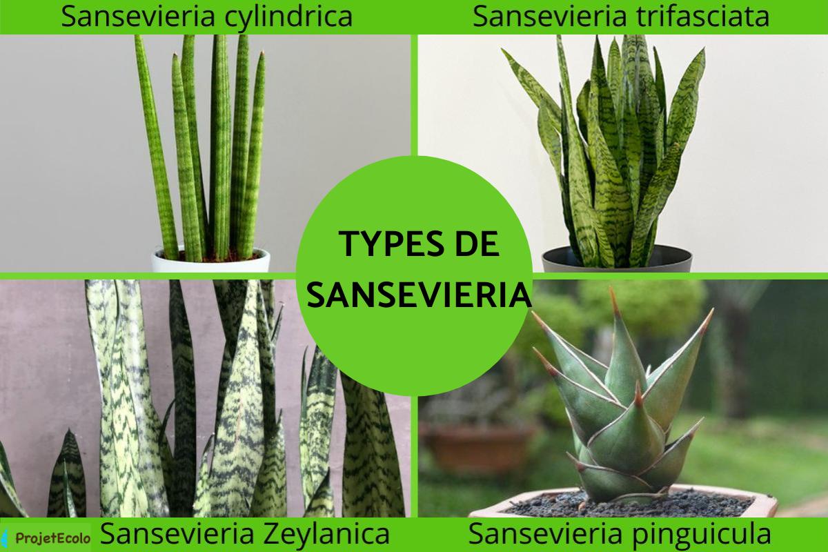 Types de Sansevieria